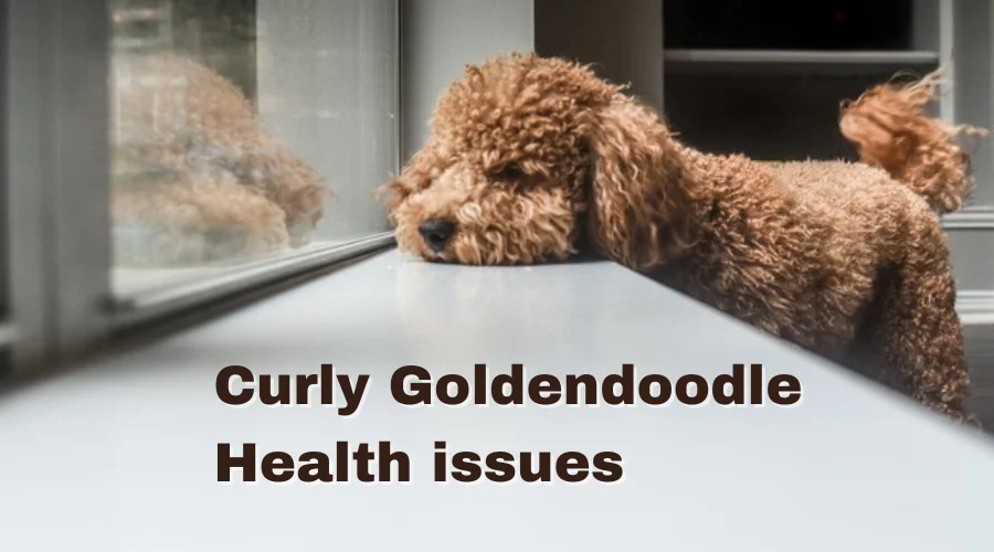 this image is of the article which is about the guide on cult hair goldendoodle. this particular image is of the heath consideration section .