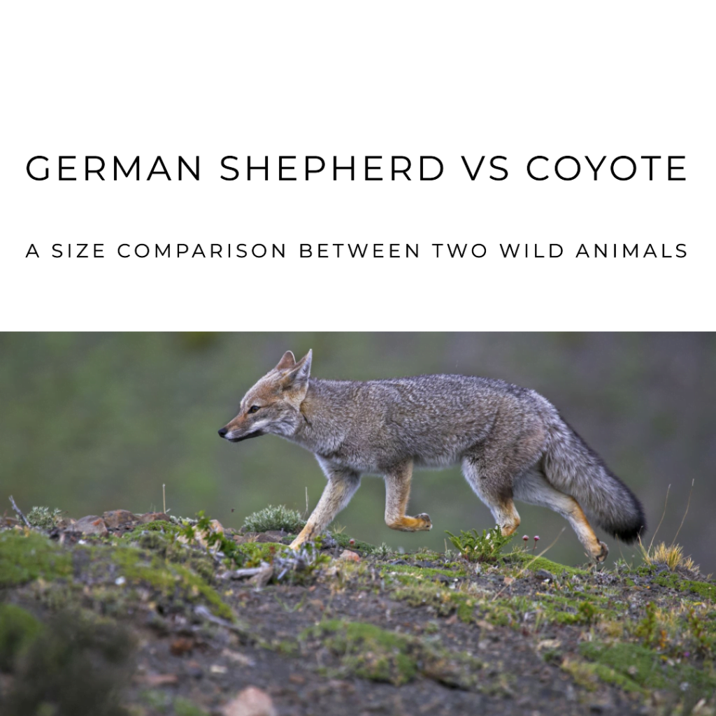 coyote vs german shepherd size