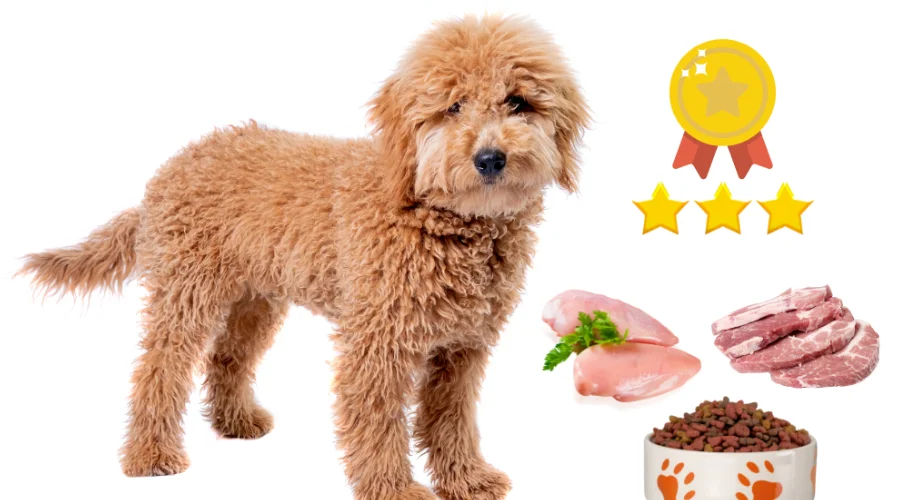 this image is of the article that describes all about mini micro goldendoodle. this particular image is under the section of diet requirements for mini goldendoodle.
