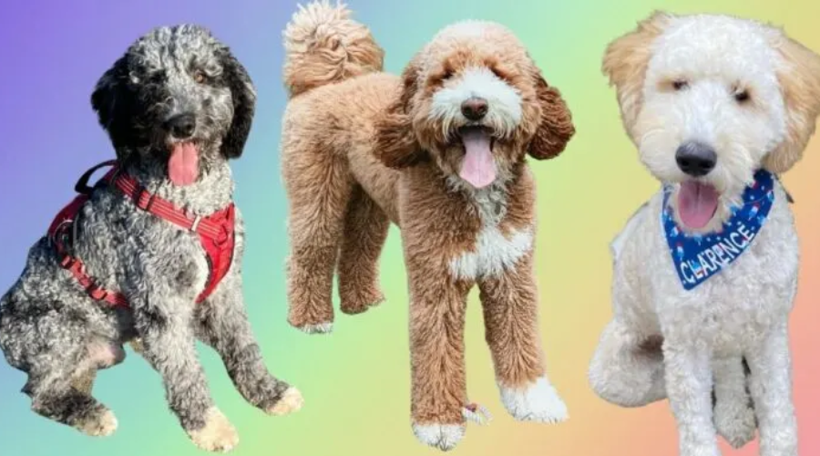 this image is of the article that describes all about mini micro goldendoodle. this particular image is under the section of color coats of micro mini goldendoodle.