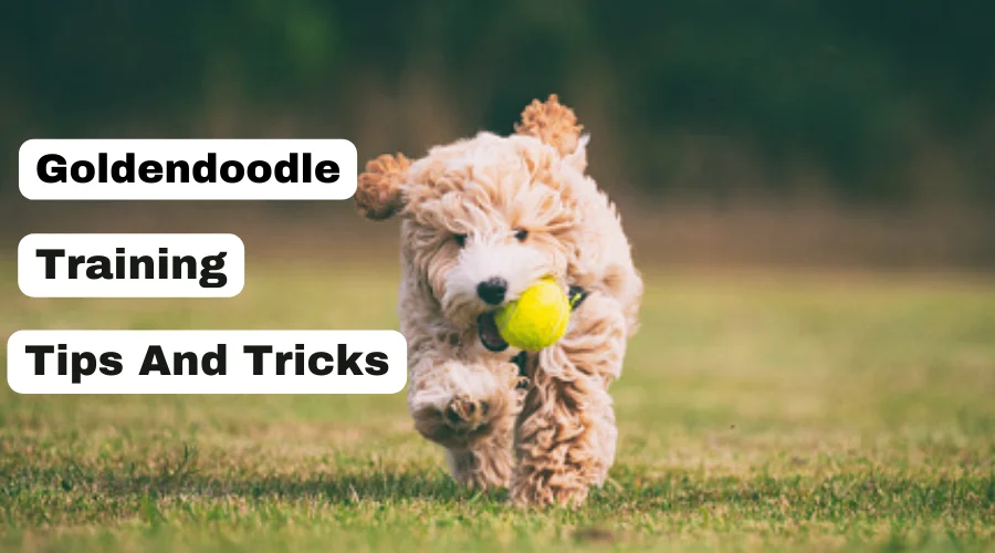 this image is of the article that describes all about mini micro goldendoodle. this particular image is under the section of training tips and tricks for micro mini goldendoodle.