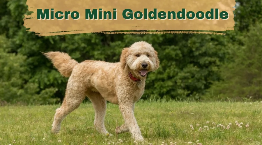 this is the feature image of the article which is about micro mini goldendoodle