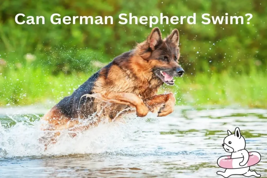 can-German-Shepherd-Swim