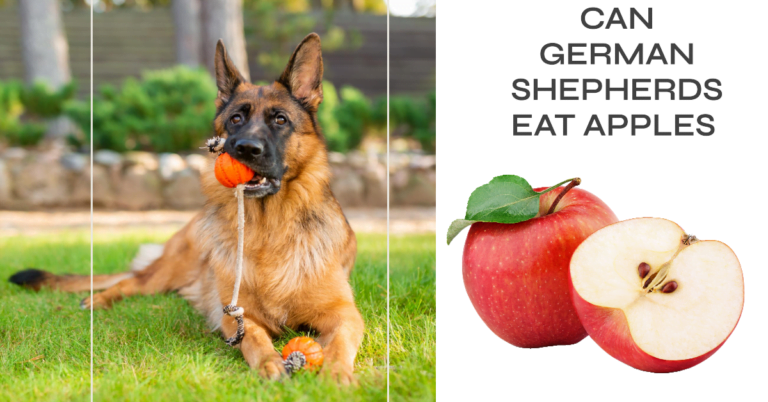 can german shepherds eat apples