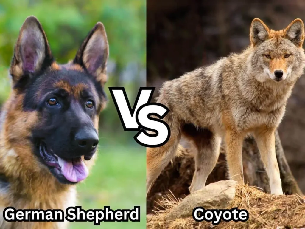 german-shepherd-vs-coyote