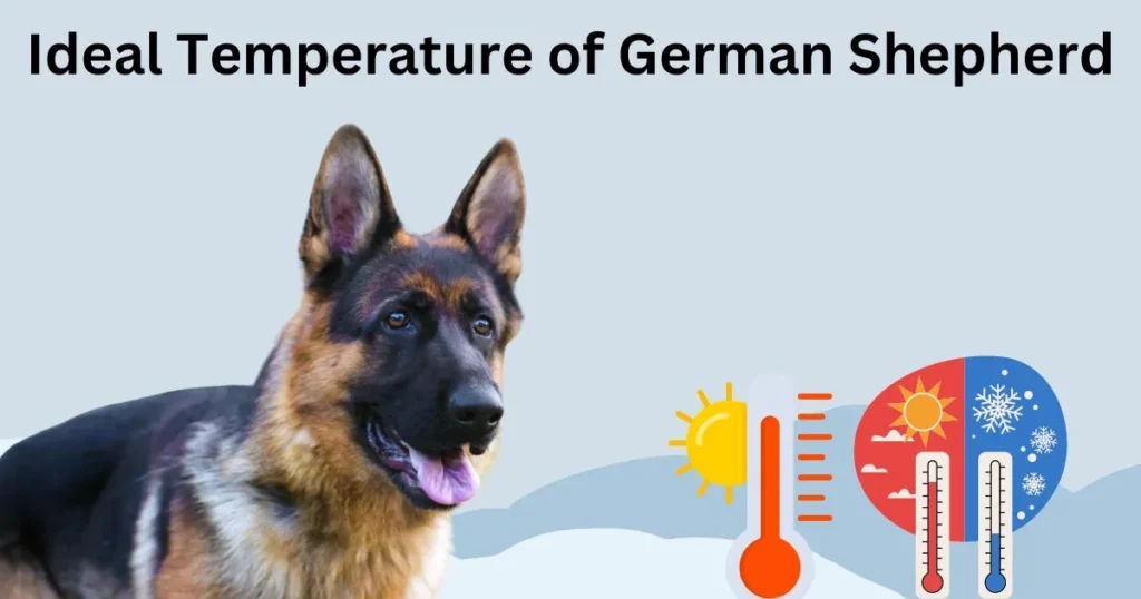 ideal temperature for german shepherd puppy