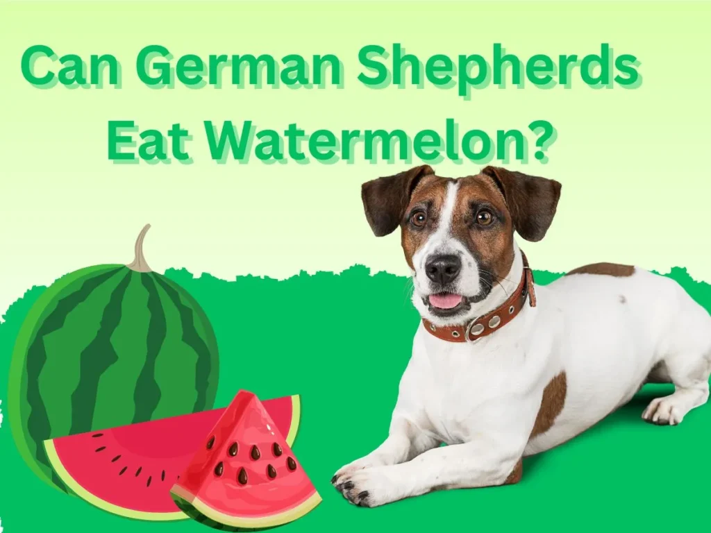 Can-German-Shepherds-Eat-Watermelon