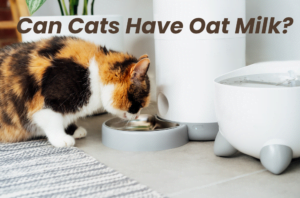 Can cat have oat milk? a complete guide