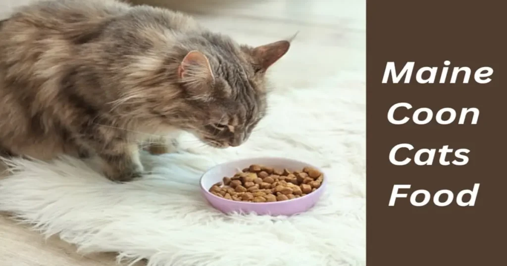 what do maine coon cats eat