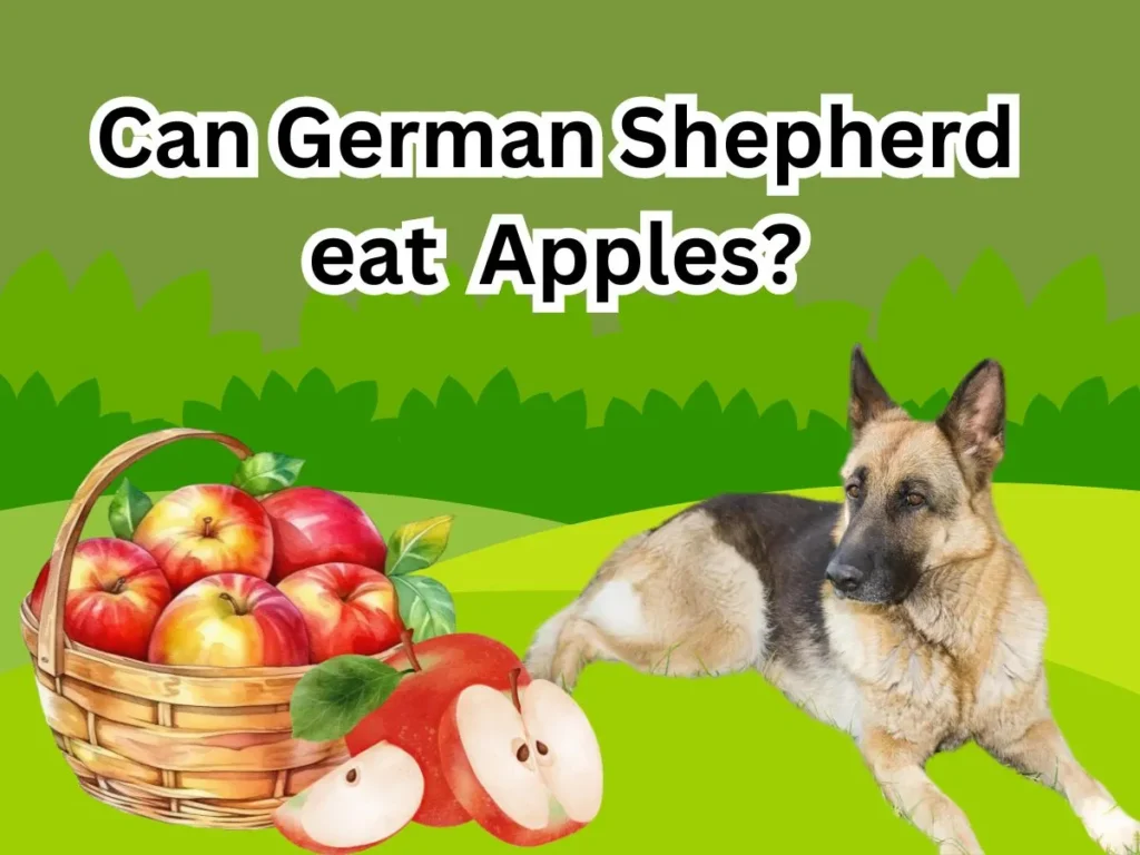 Can-German-Shepherds-eat-Apples
