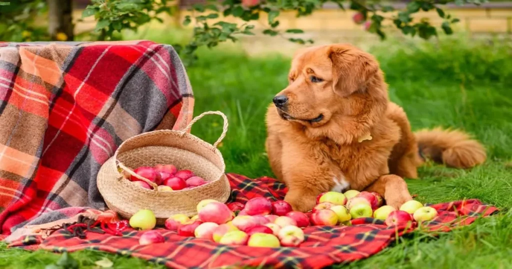 Can German Shepherds Eat Apples