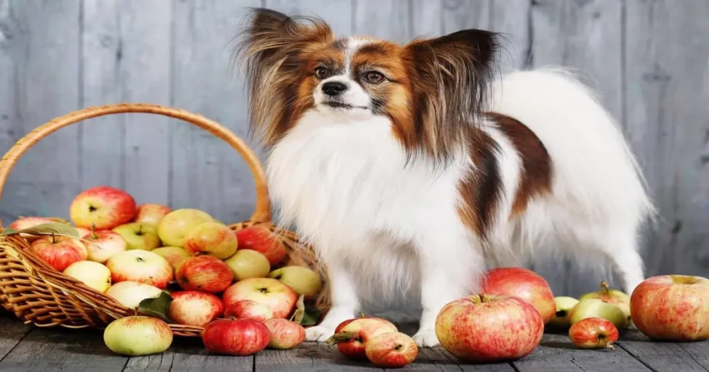 Can German Shepherds Eat Apples? 