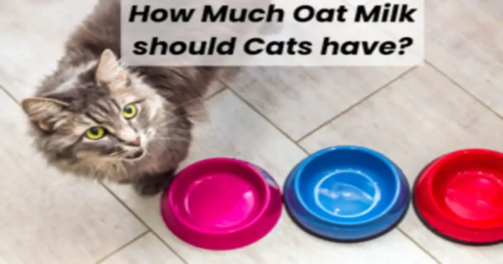 how much oat milk should cats have