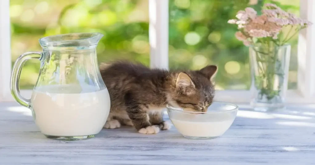 can cats have oat milk