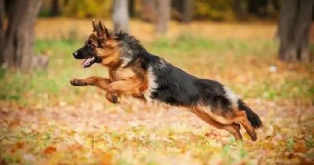 german shepherd running style