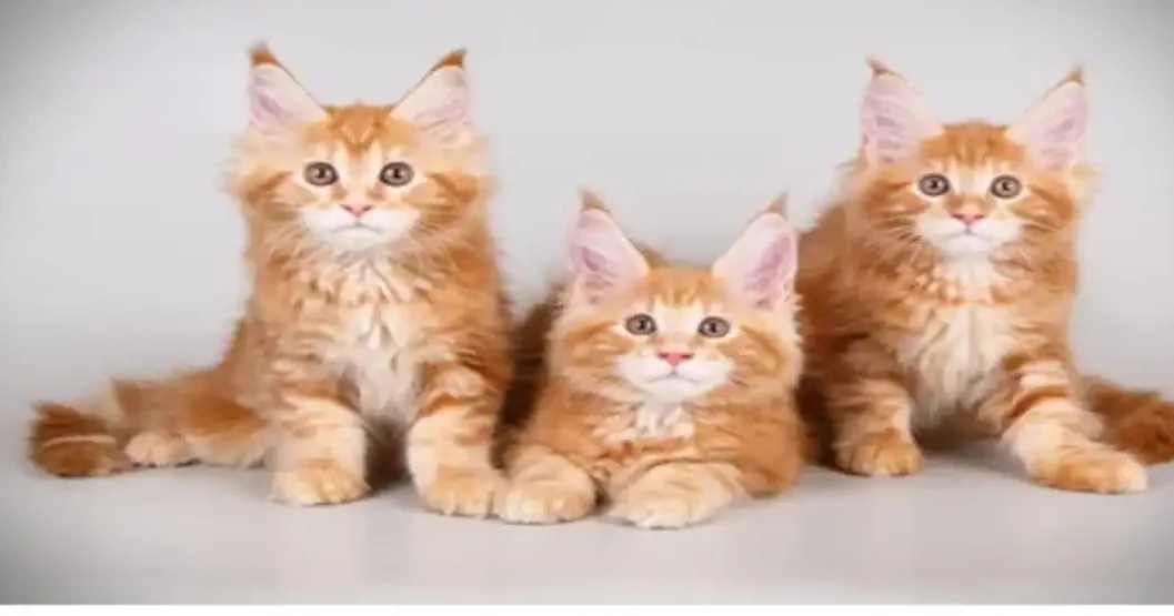 Maine Coon Cats Breed