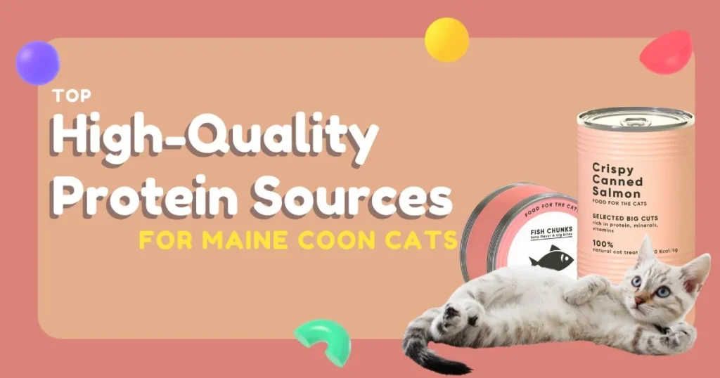 maine coon cats food